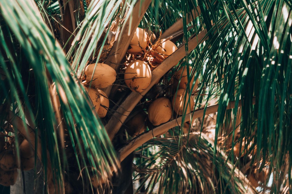 The Coconut Oil Spa Hacks I Needed&nbsp;Sooner